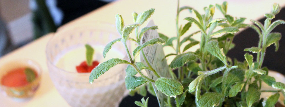 ハーブ栽培・園芸ライフ-クリエイポット